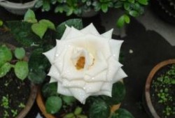 上海ISO14001环境管理体系认证如何办理？